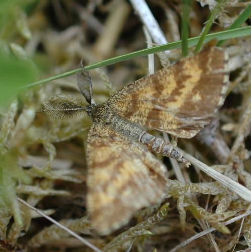 Réf. 183 007 : Ematurga atomaria